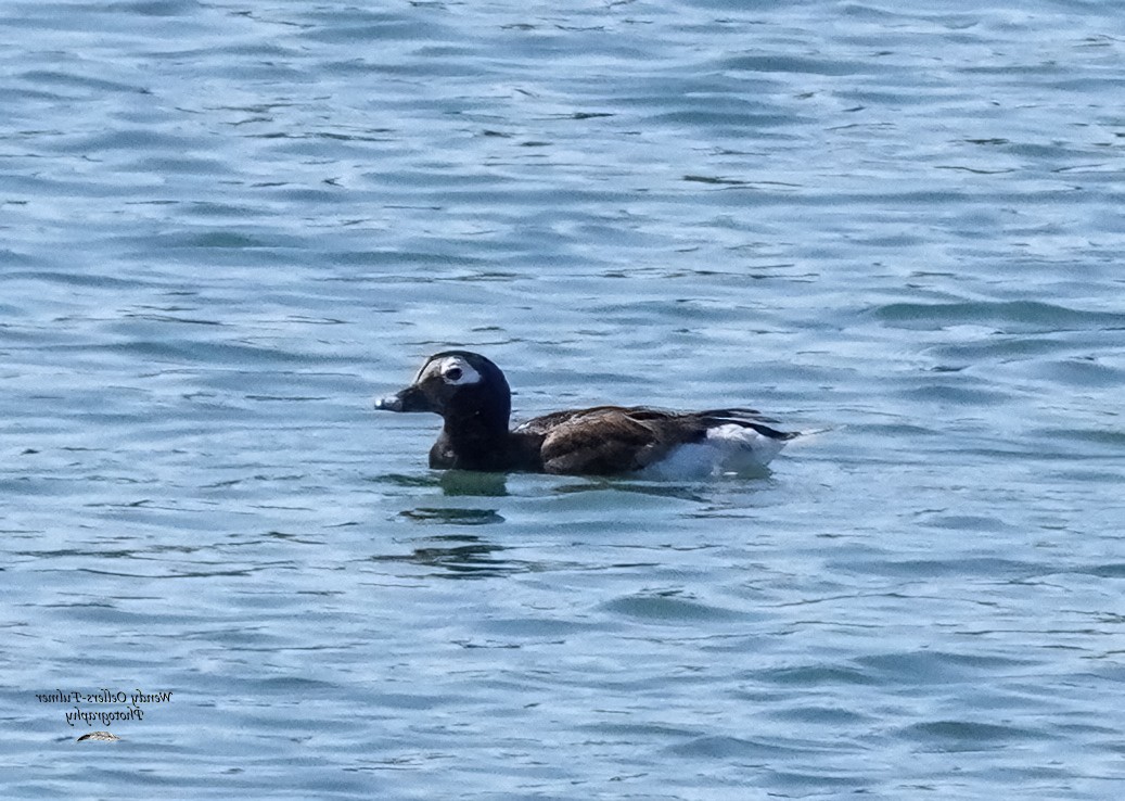 Long-tailed Duck - Wendy Oellers-Fulmer