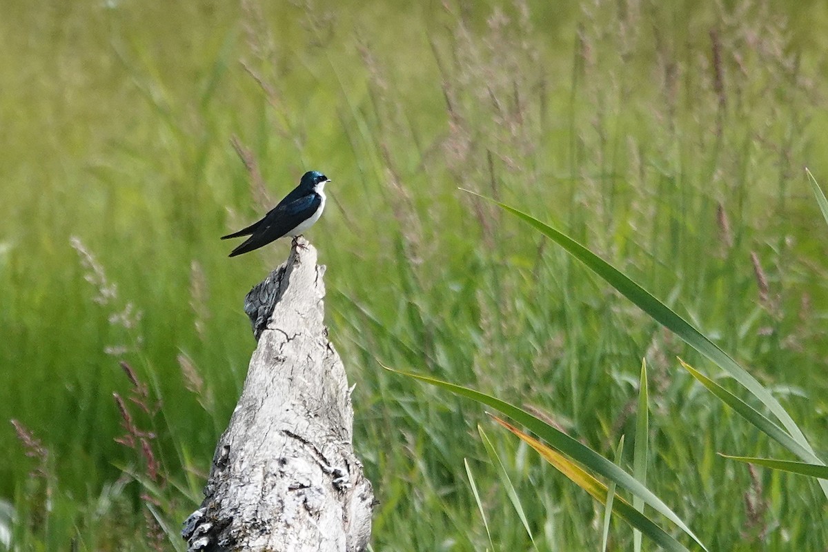 Tree Swallow - ML619936780