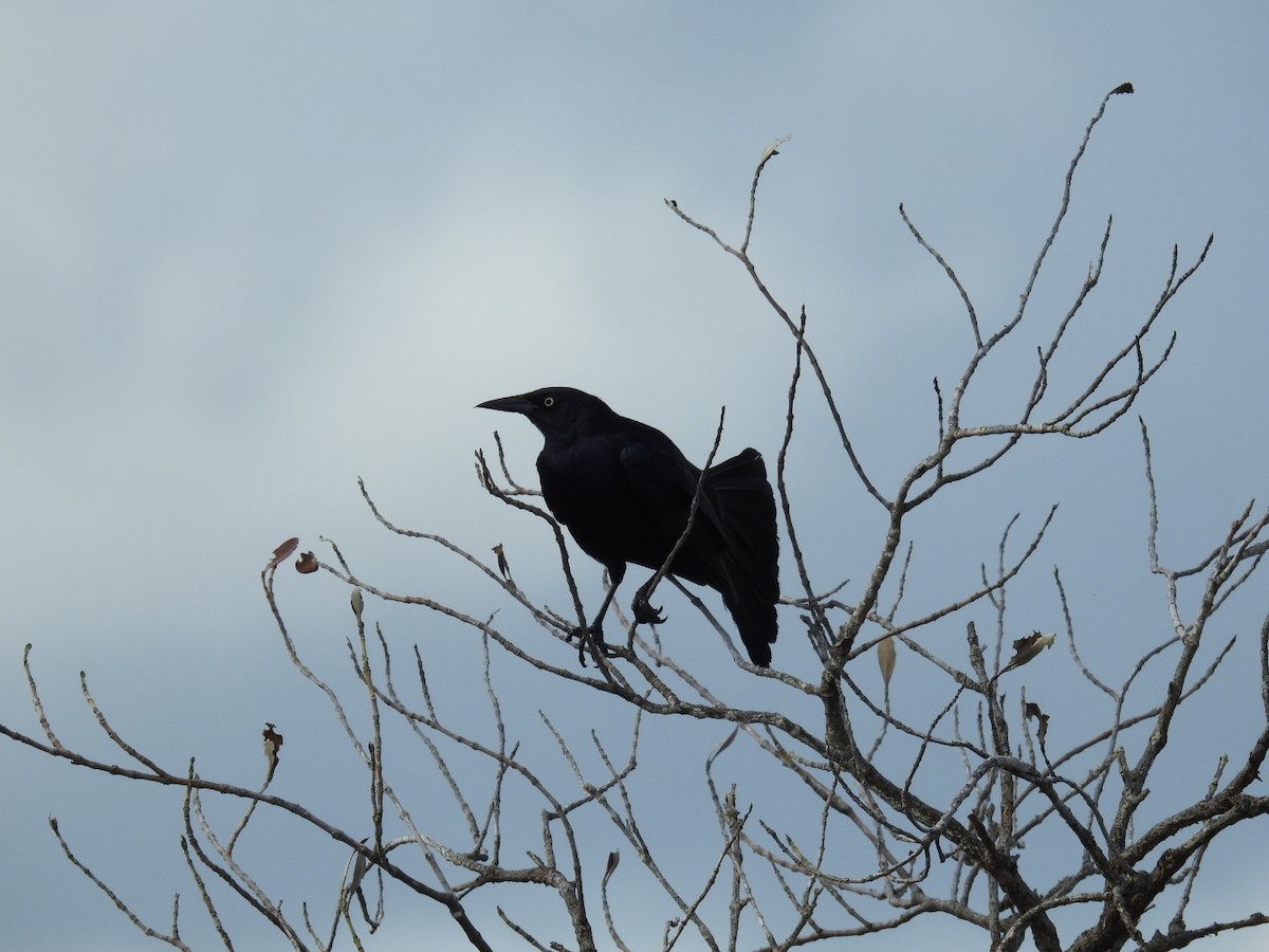 Greater Antillean Grackle - ML619936787