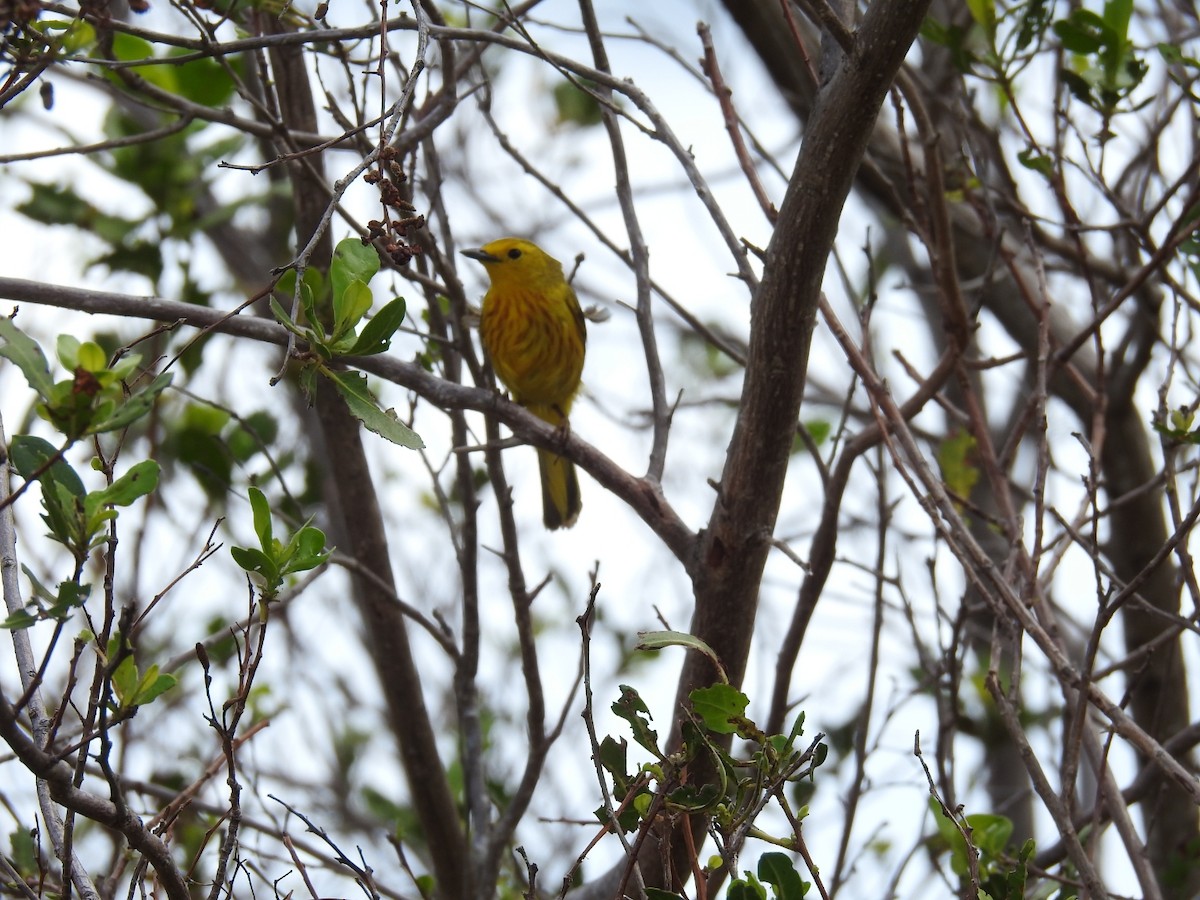 Yellow Warbler - ML619936794