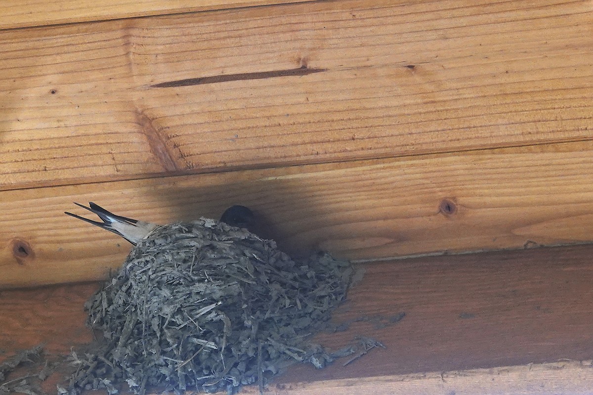 Barn Swallow - ML619936806