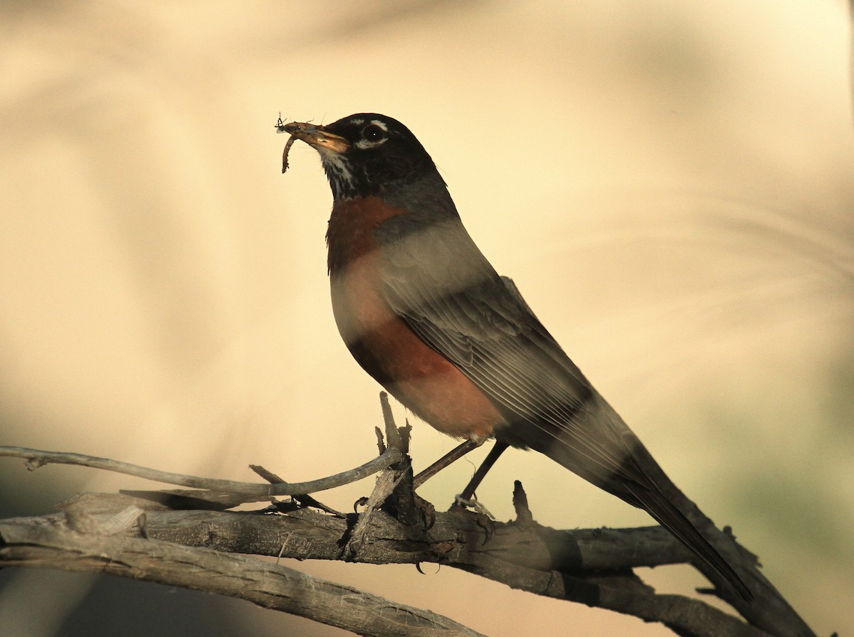 American Robin - ML619936807