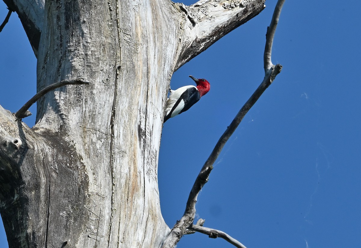 Red-headed Woodpecker - ML619936810