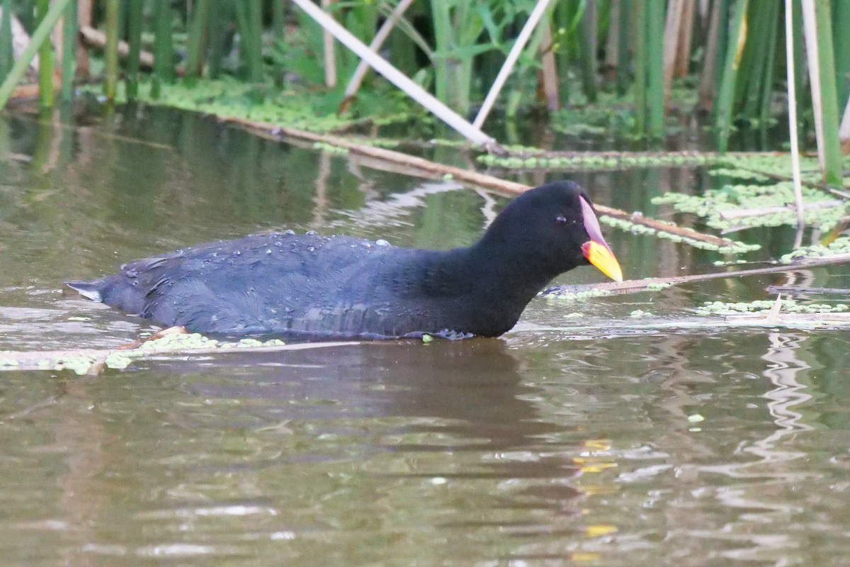 Red-fronted Coot - ML619936843