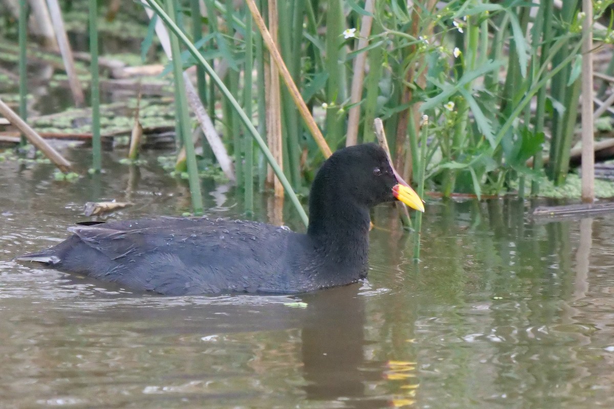 Red-fronted Coot - ML619936844