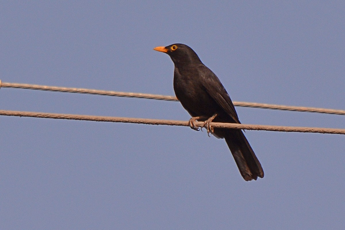Eurasian Blackbird - ML619936881