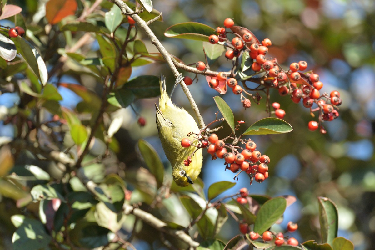 Cape White-eye - Allison Cao