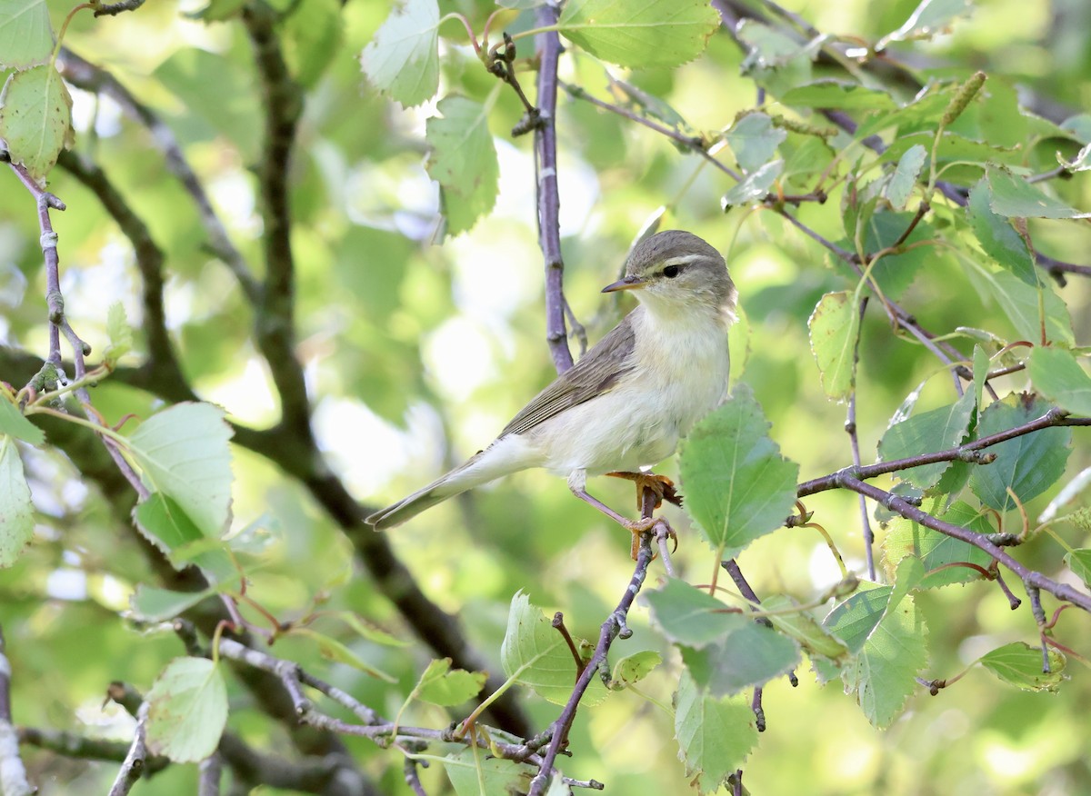 Willow Warbler - Anonymous