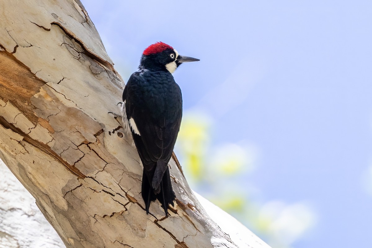 Acorn Woodpecker - ML619936925