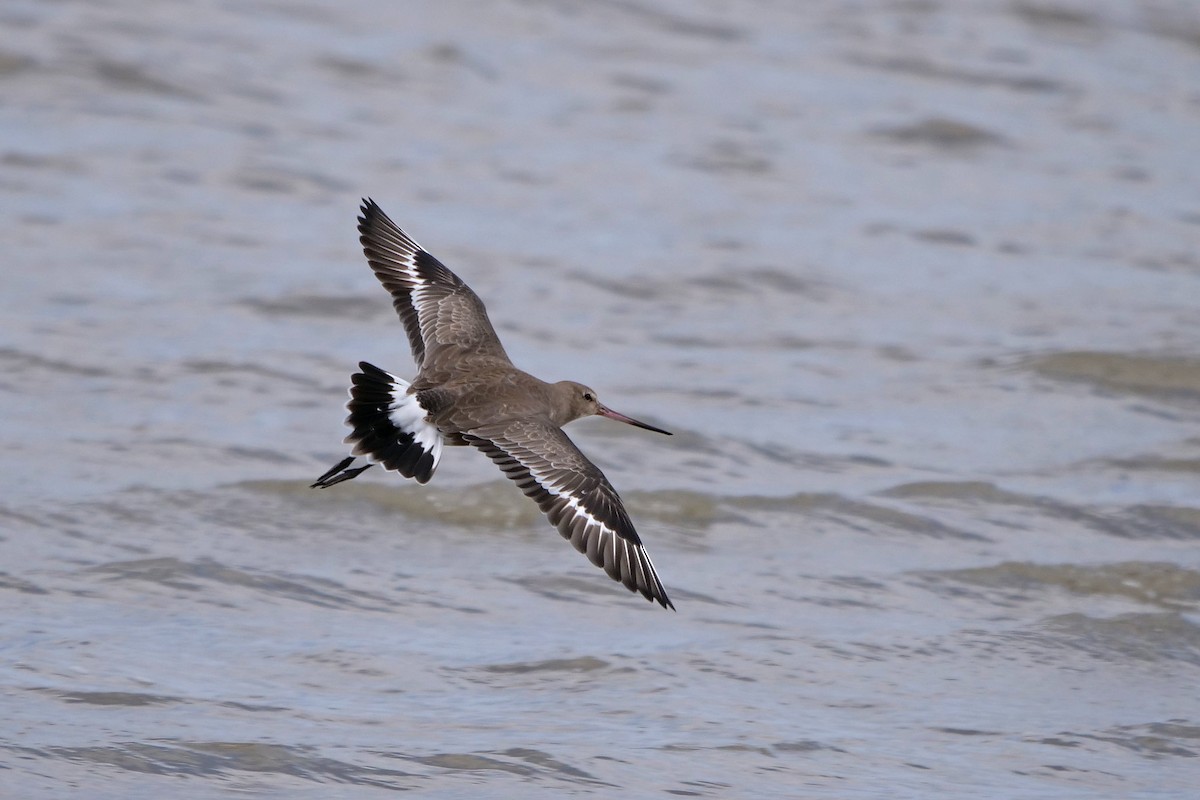 Hudsonian Godwit - ML619936930