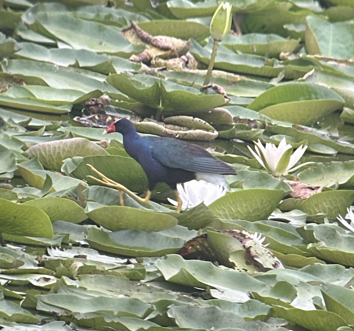 Purple Gallinule - ML619936931