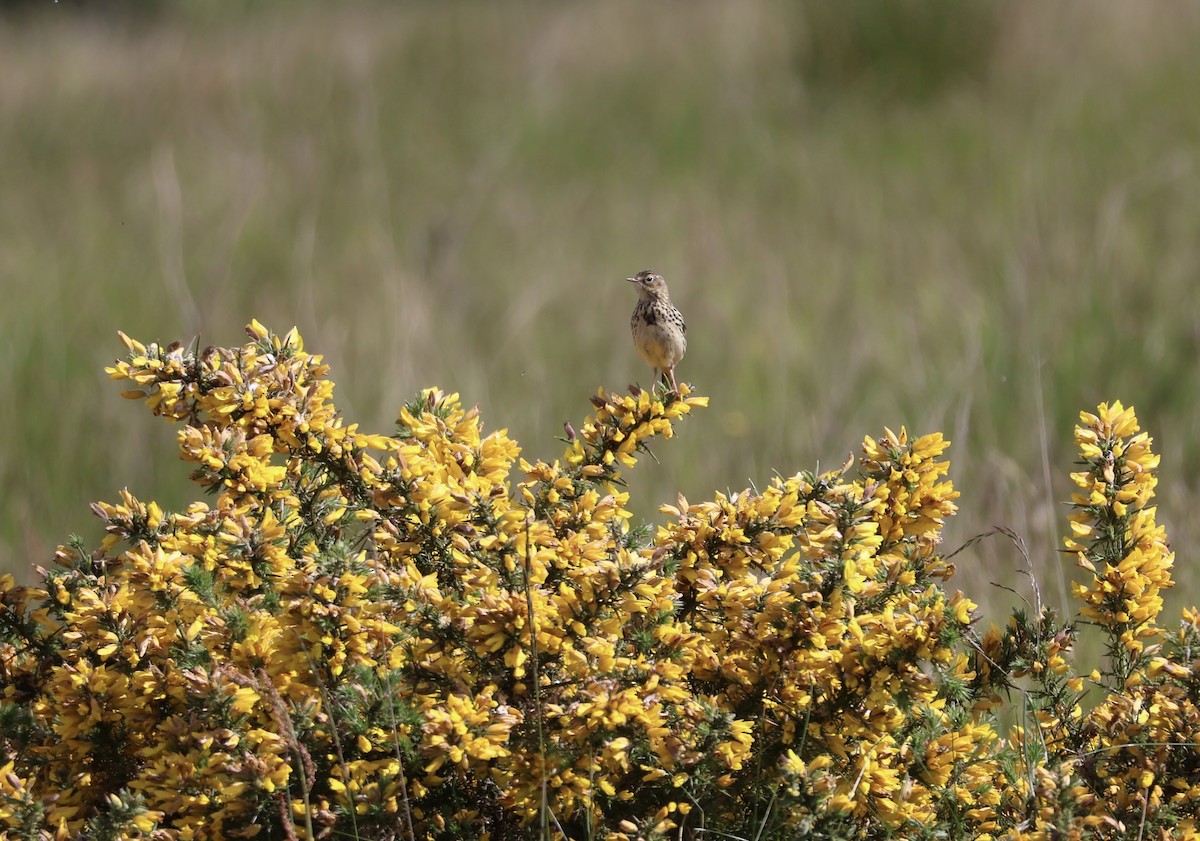 Meadow Pipit - ML619936937