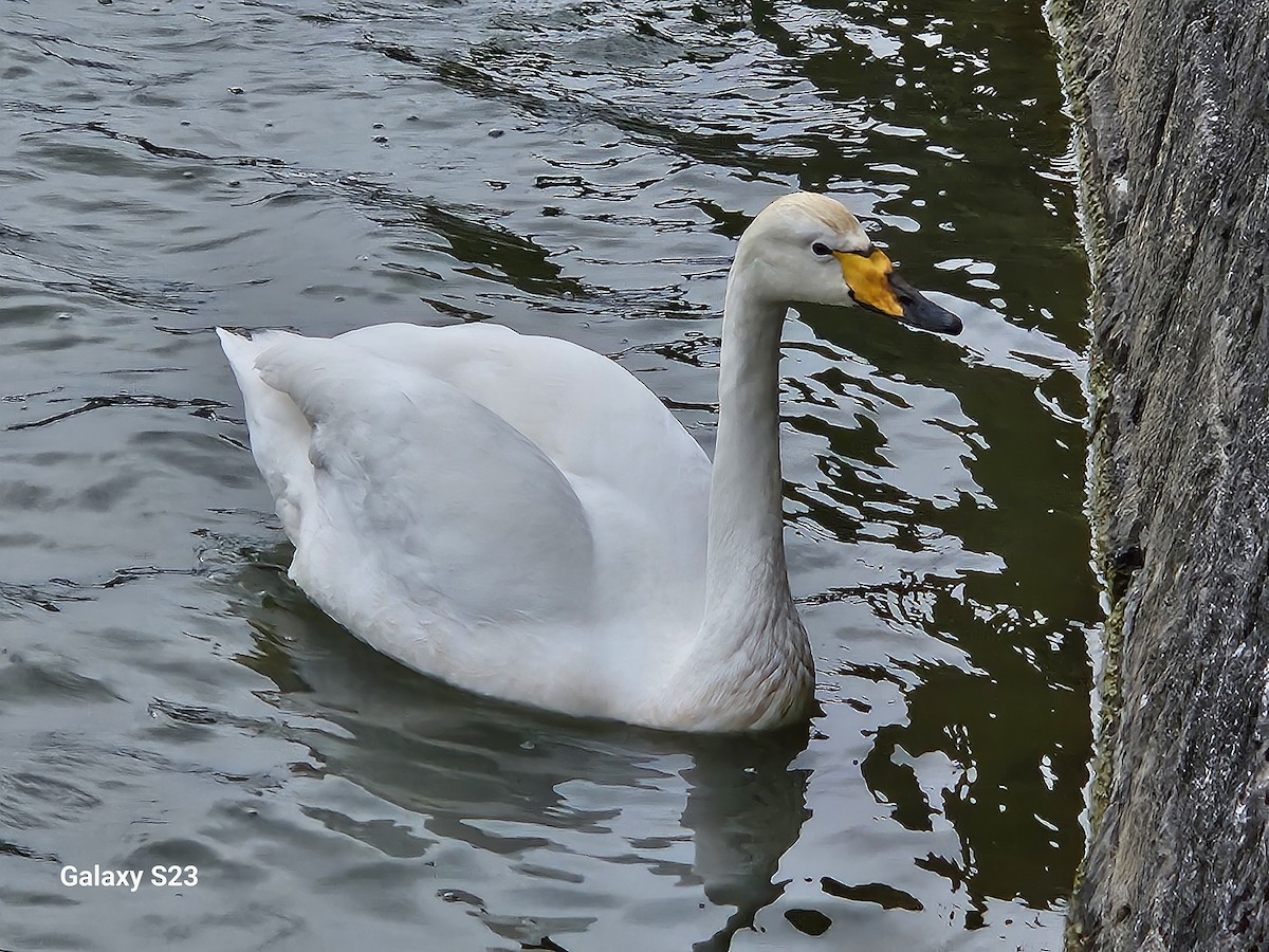 Whooper Swan - ML619936938