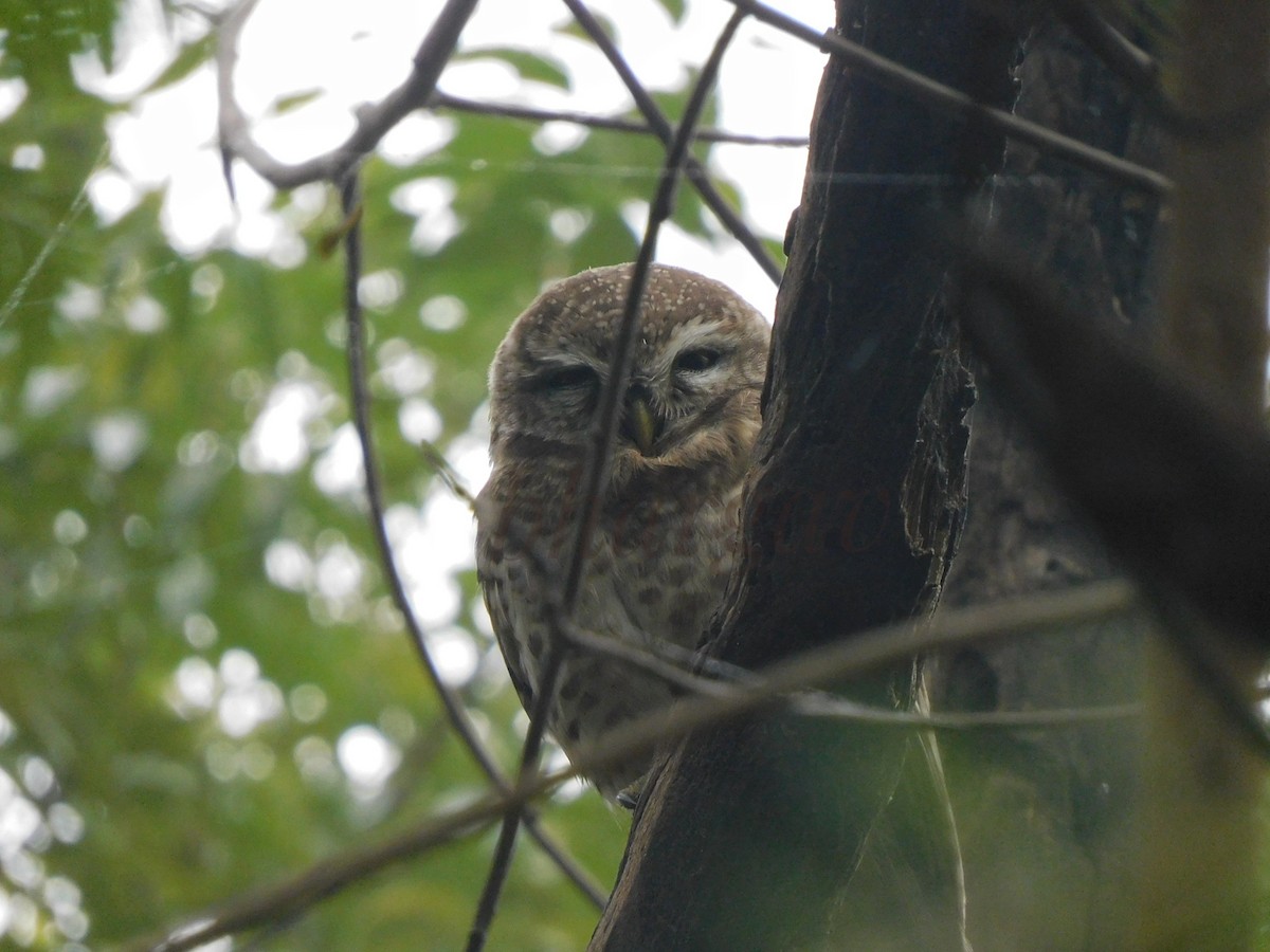 Spotted Owlet - ML619936970