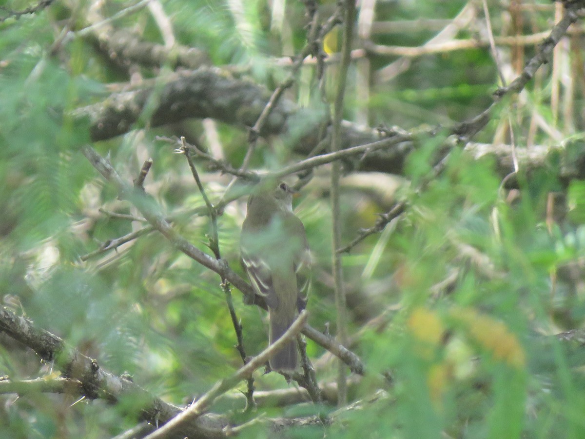 Mosquero sp. (Empidonax sp.) - ML619936976