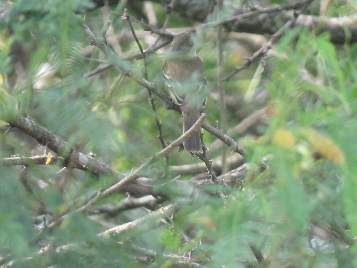 Mosquero sp. (Empidonax sp.) - ML619936978