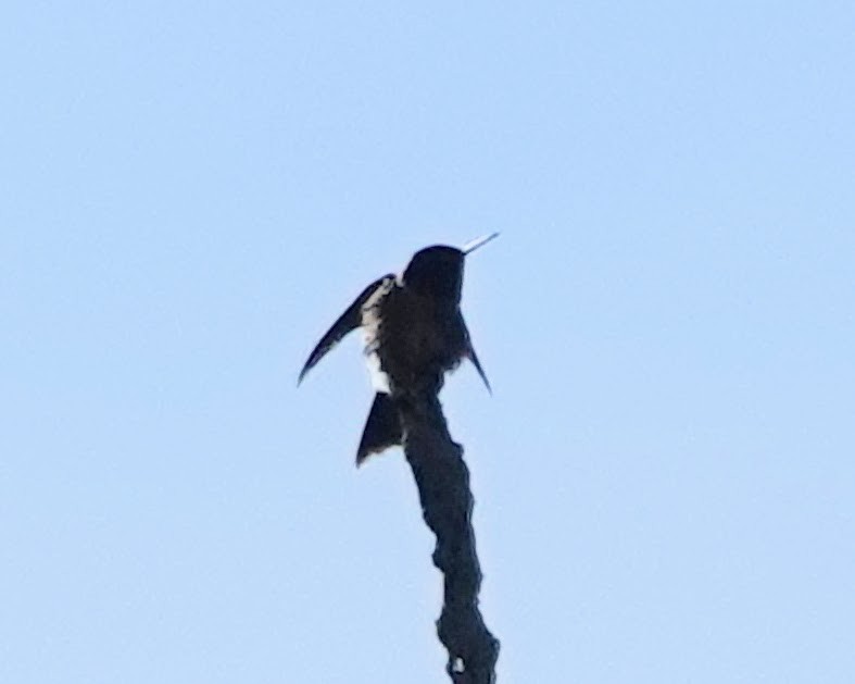 Ruby-throated Hummingbird - ML619936979