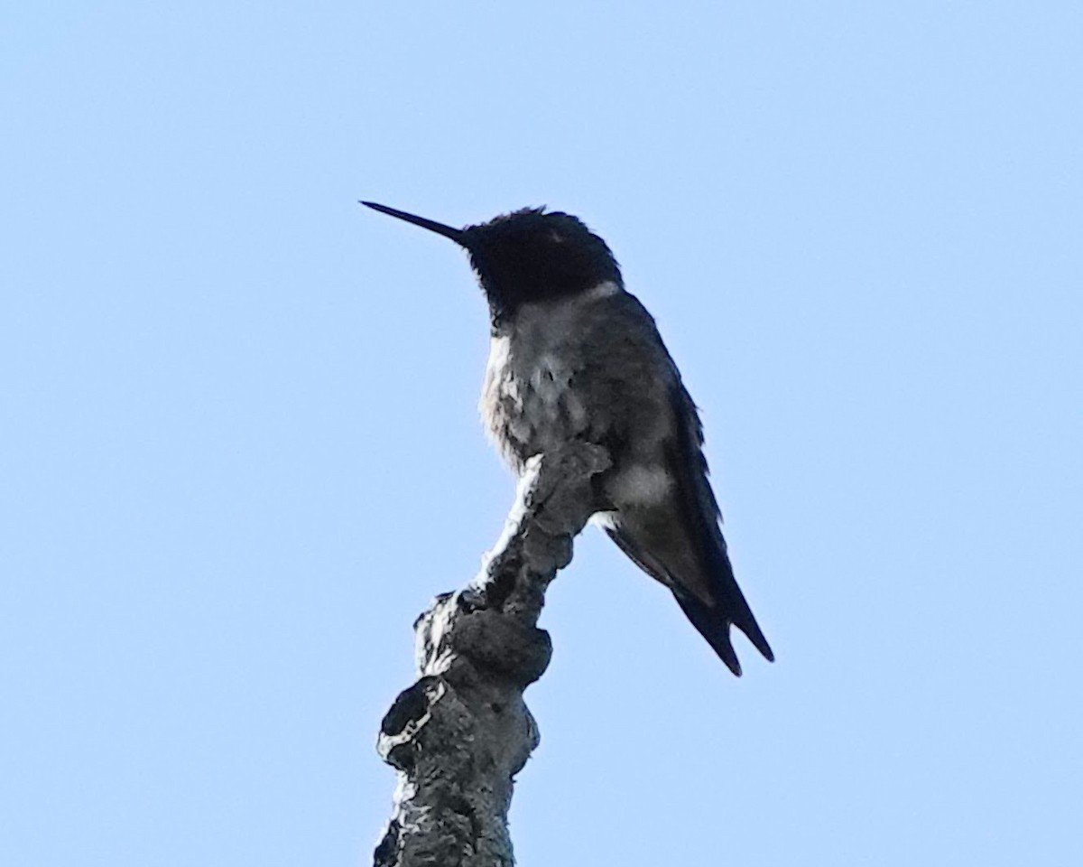 Colibri à gorge rubis - ML619936980