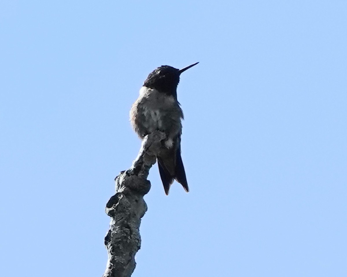 Ruby-throated Hummingbird - Celeste Echlin