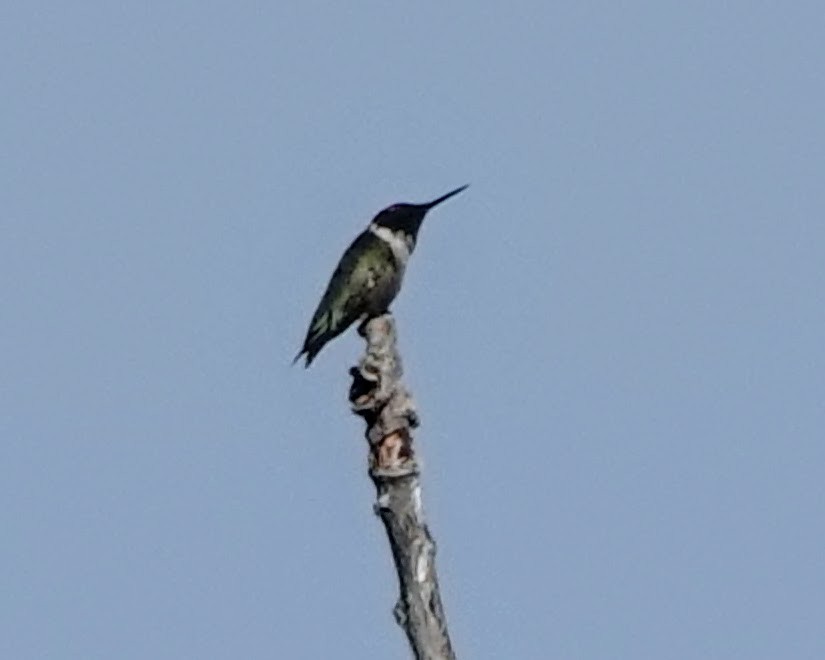 Colibri à gorge rubis - ML619936982