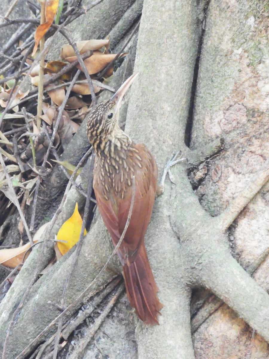 Ivory-billed Woodcreeper - Lucy Jacobson