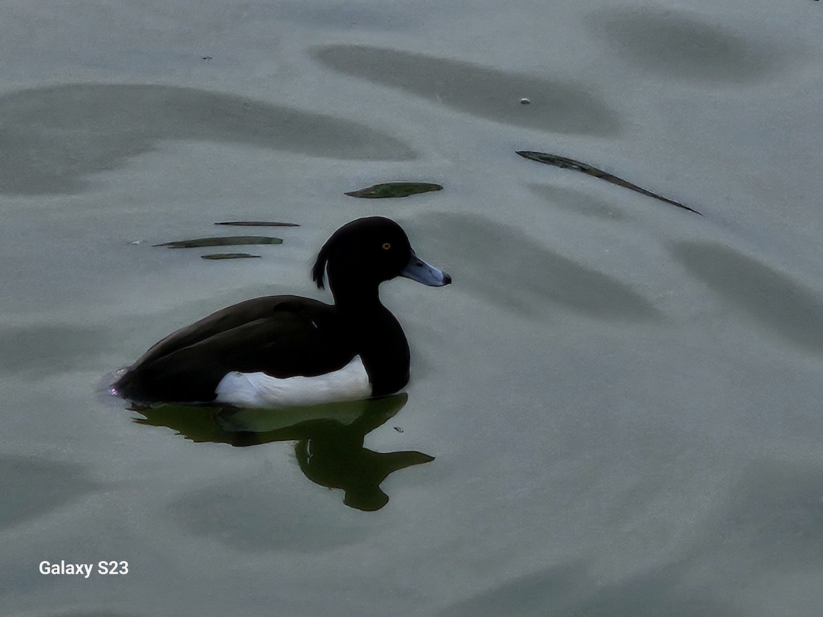 Tufted Duck - ML619936998