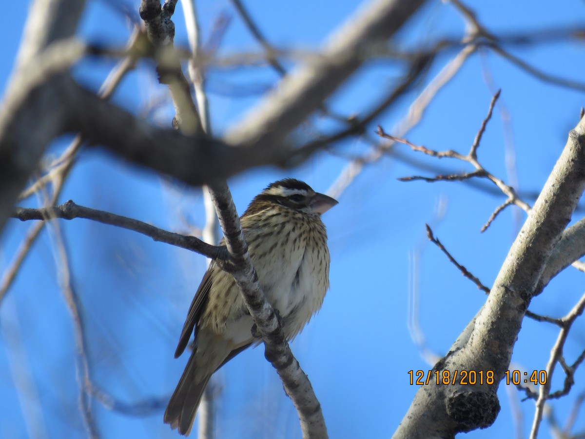 Rose-breasted Grosbeak - ML619937002