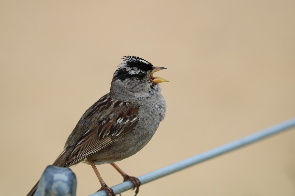 White-crowned Sparrow - ML619937025