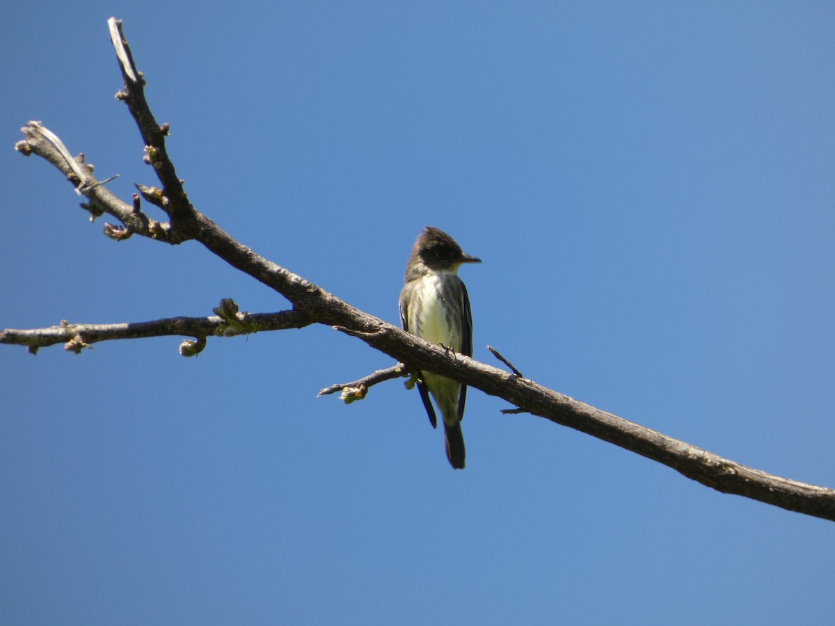 Olive-sided Flycatcher - PJ M