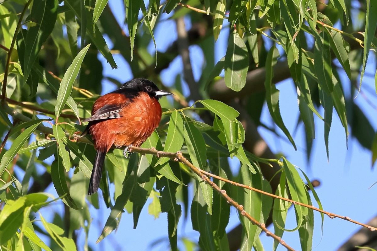 Orchard Oriole - ML619937062