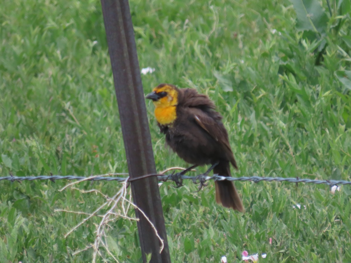 Yellow-headed Blackbird - ML619937066
