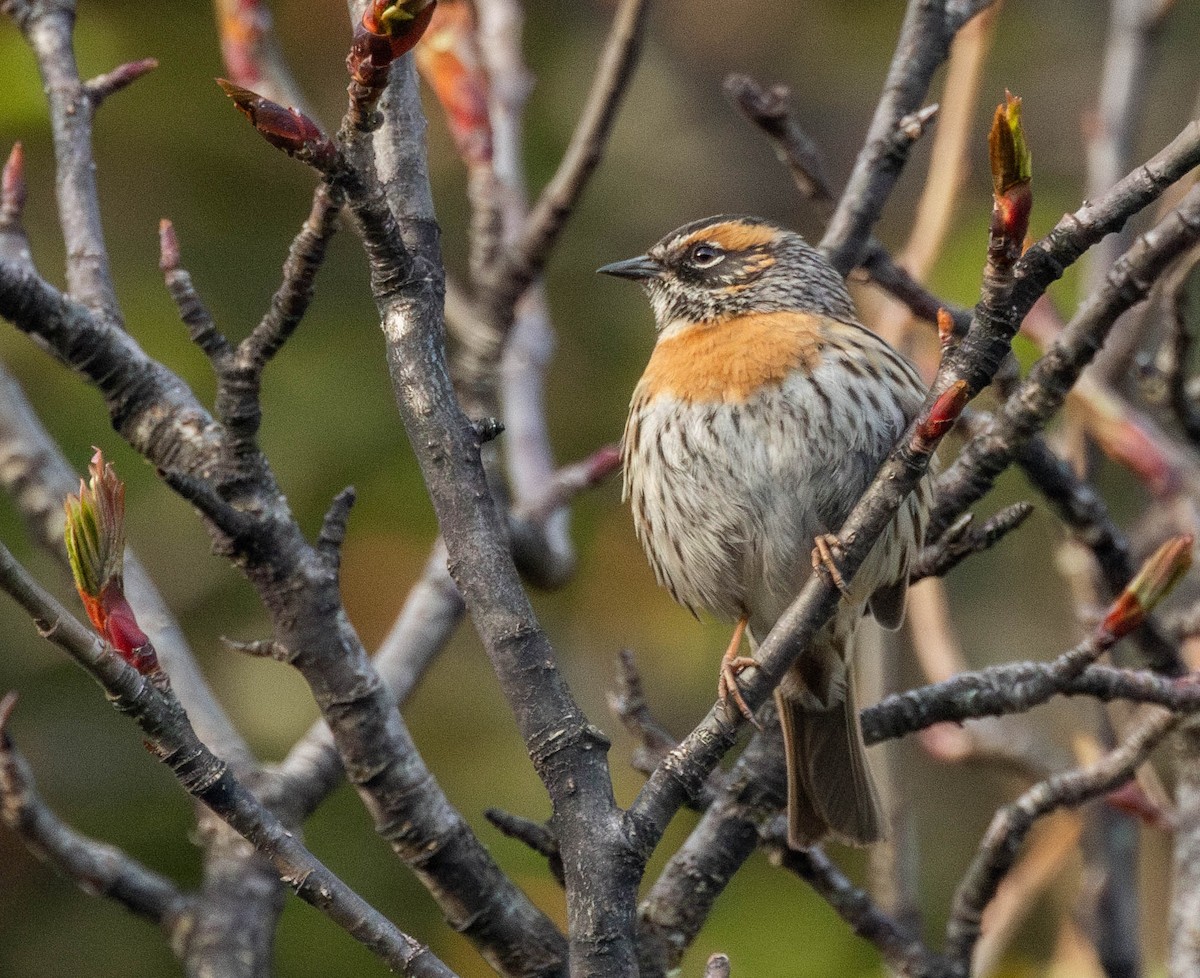 Rufous-breasted Accentor - ML619937068