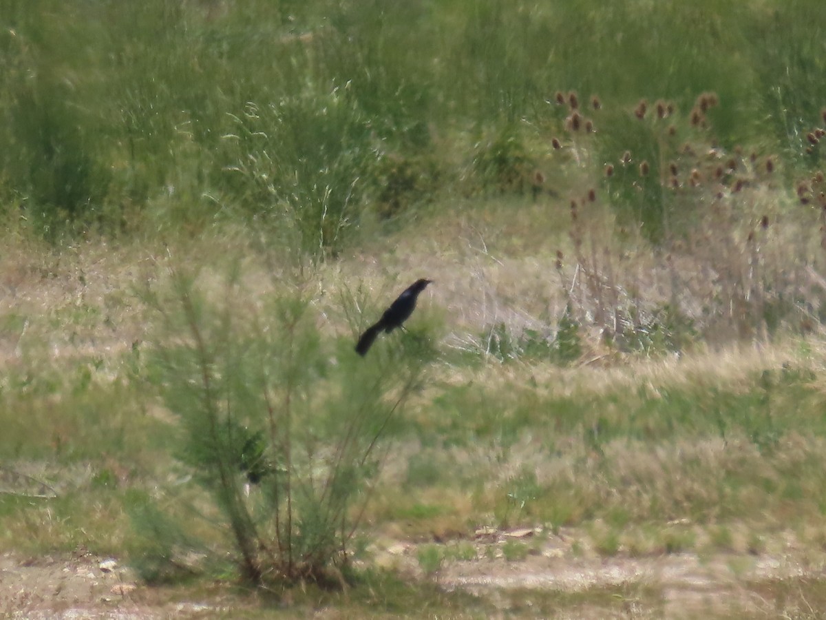 Great-tailed Grackle - ML619937074