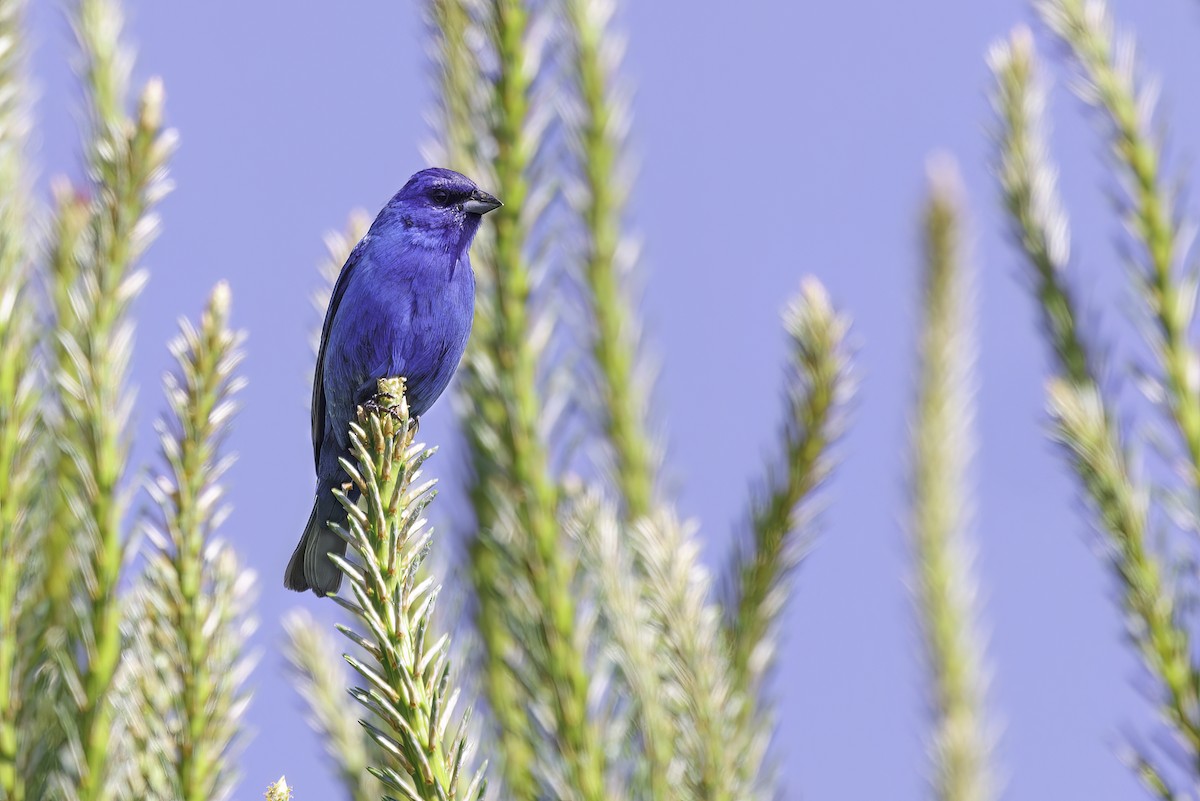 Indigo Bunting - ML619937083