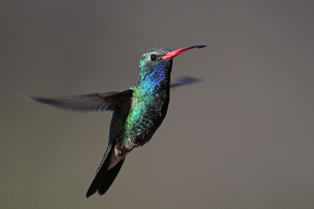 Broad-billed Hummingbird - ML619937094
