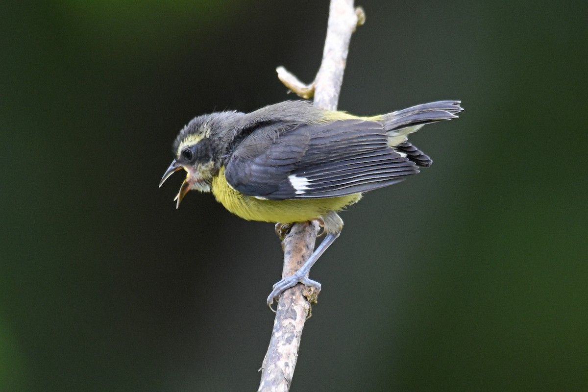 Sucrier à ventre jaune - ML619937096