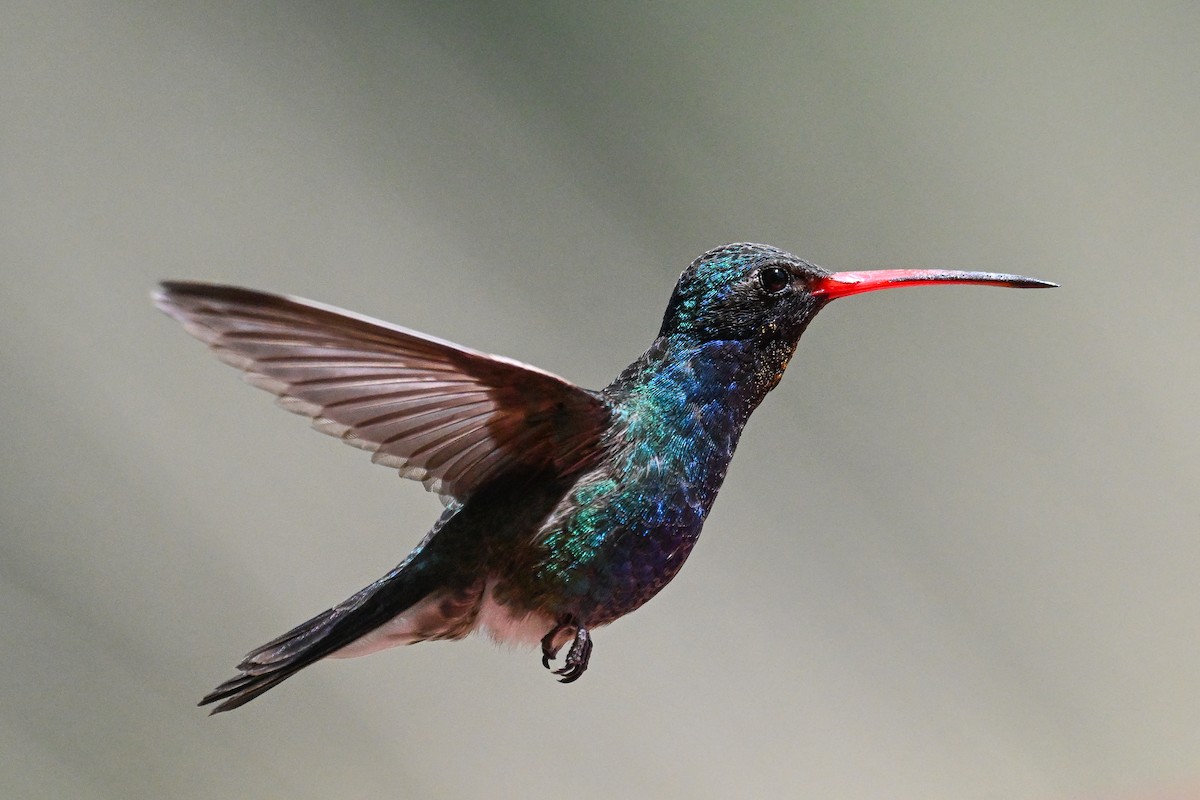 Broad-billed Hummingbird - ML619937097