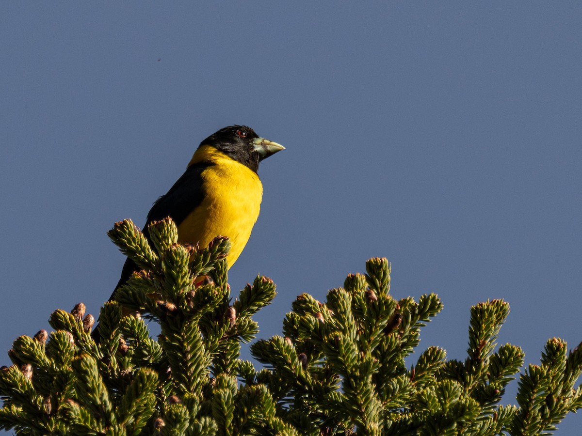 Collared Grosbeak - ML619937101