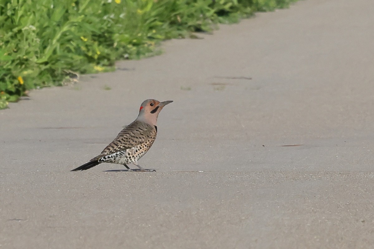 Northern Flicker (Yellow-shafted) - ML619937104