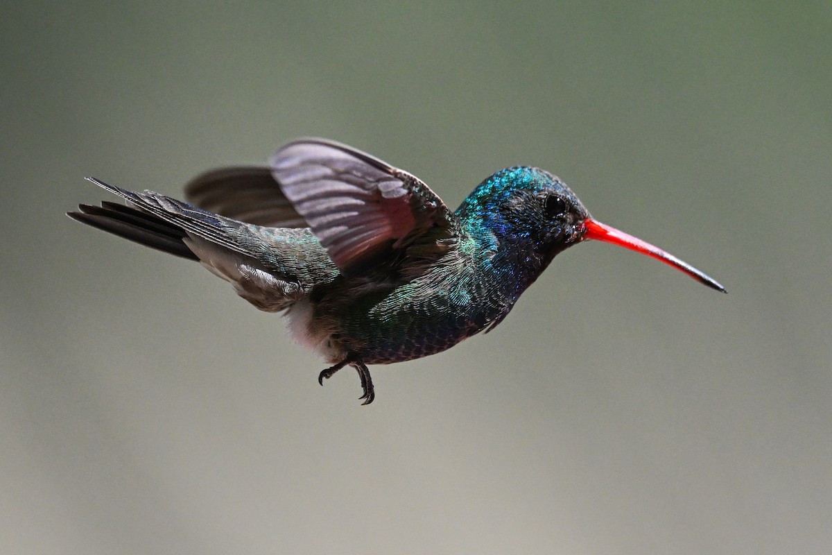 Broad-billed Hummingbird - ML619937105