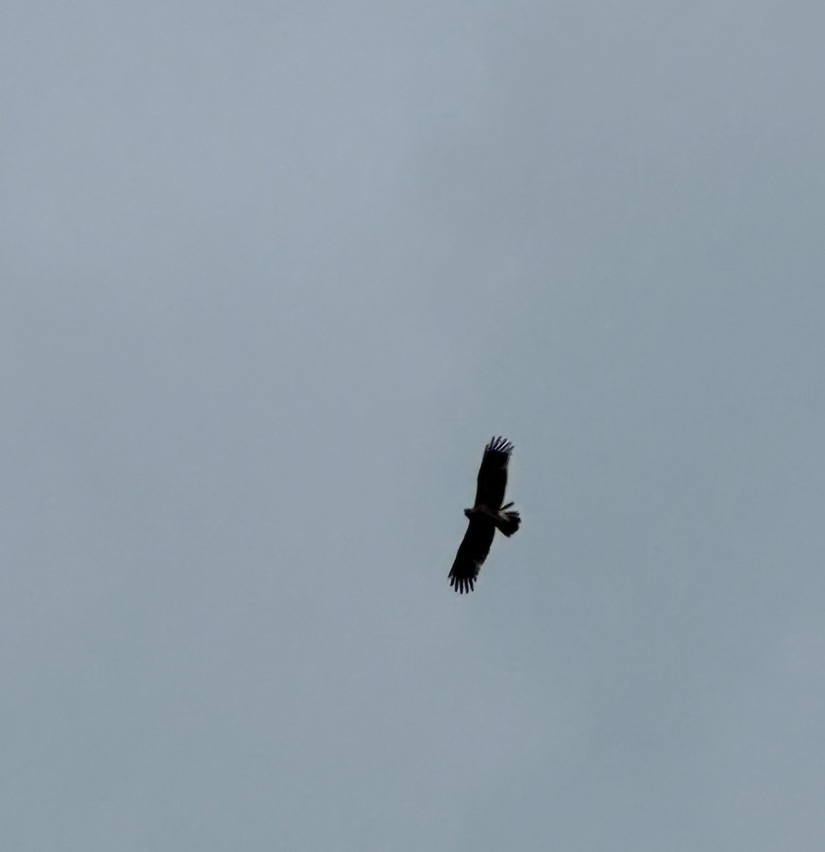 Lesser Spotted Eagle - ML619937107