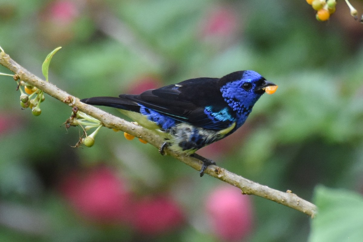 Turquoise Tanager - ML619937108