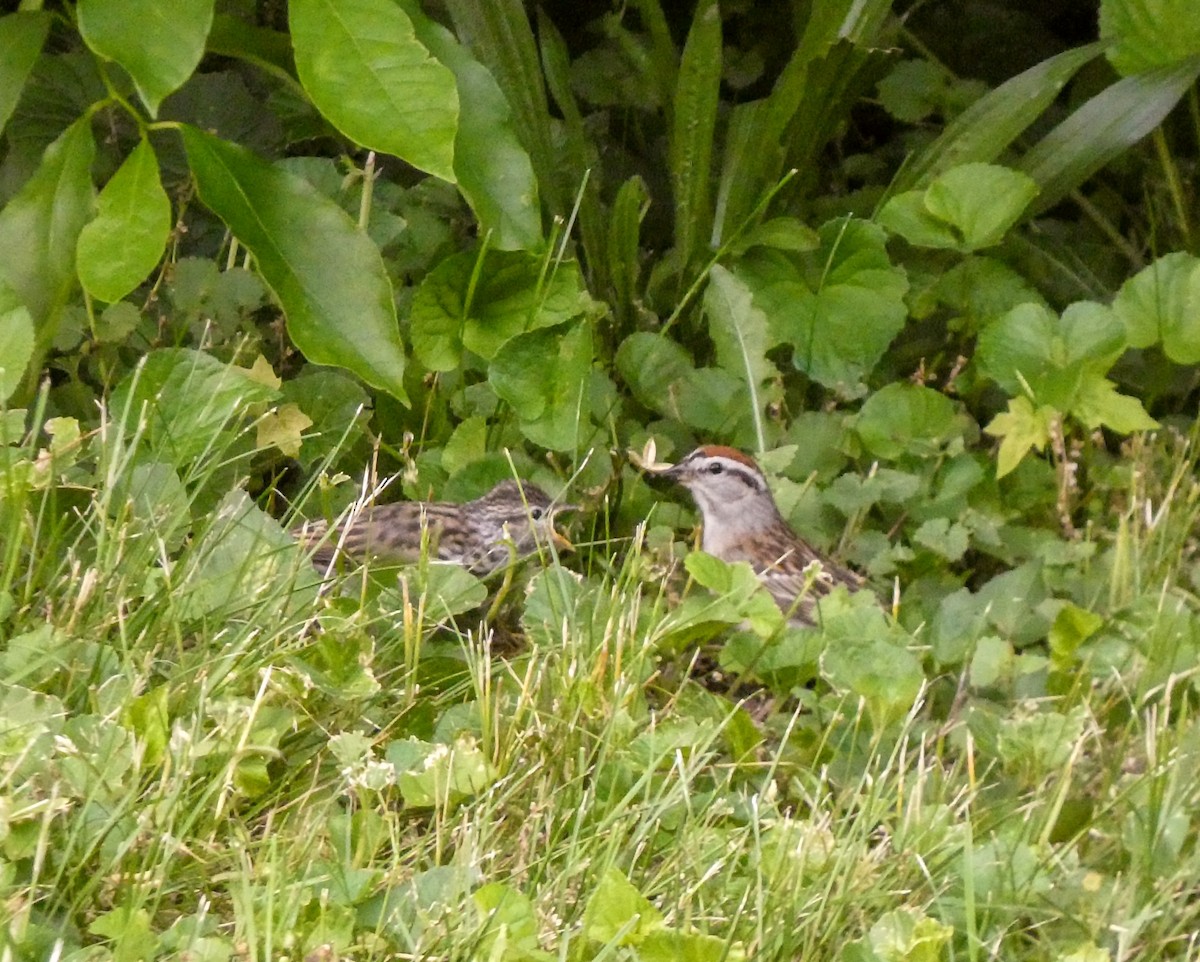 Chipping Sparrow - ML619937109