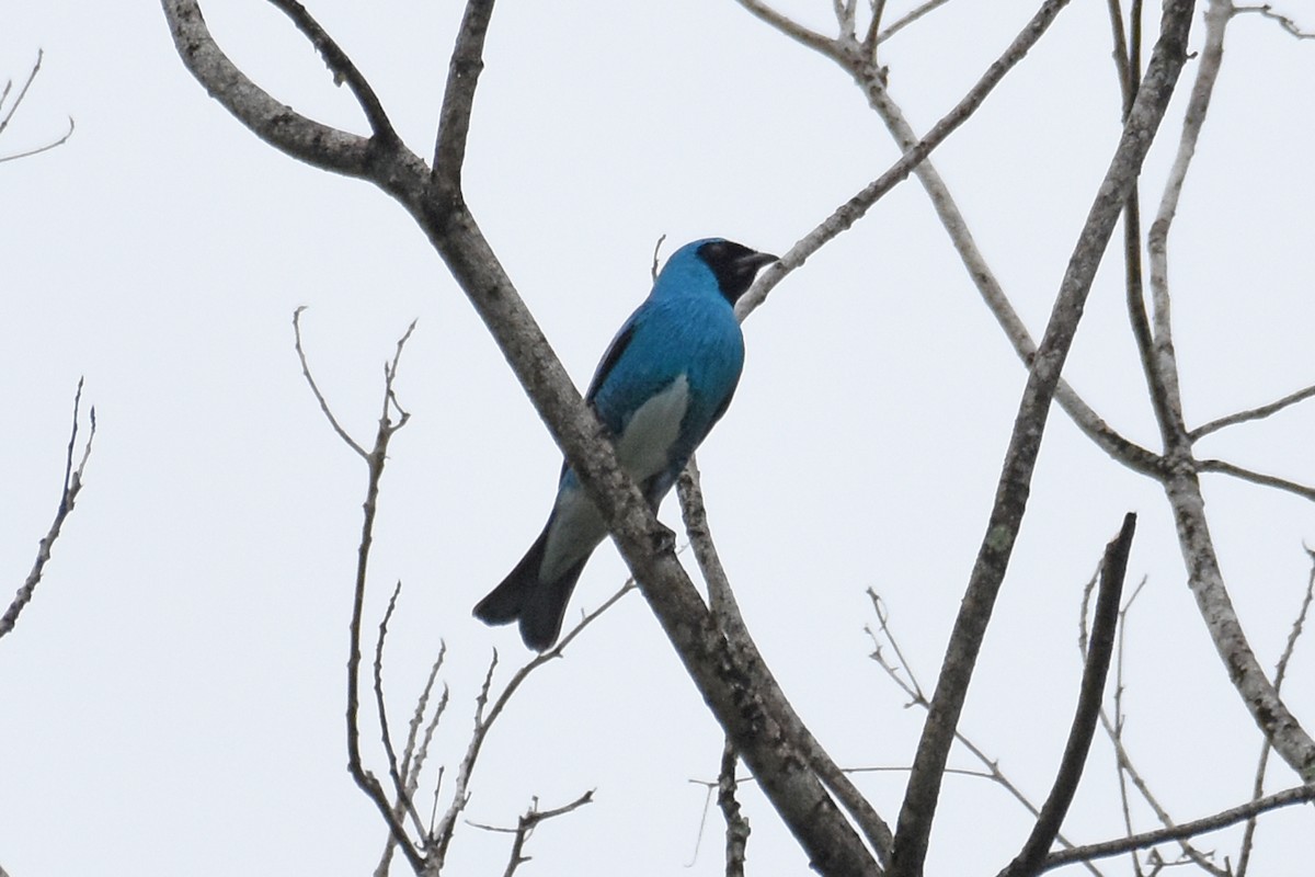 Swallow Tanager - ML619937113