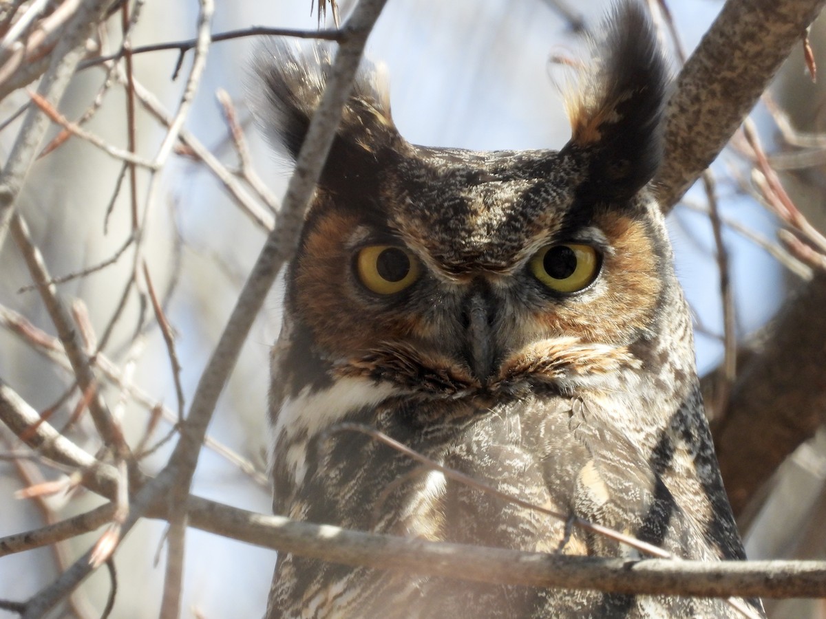 Great Horned Owl - ML619937138