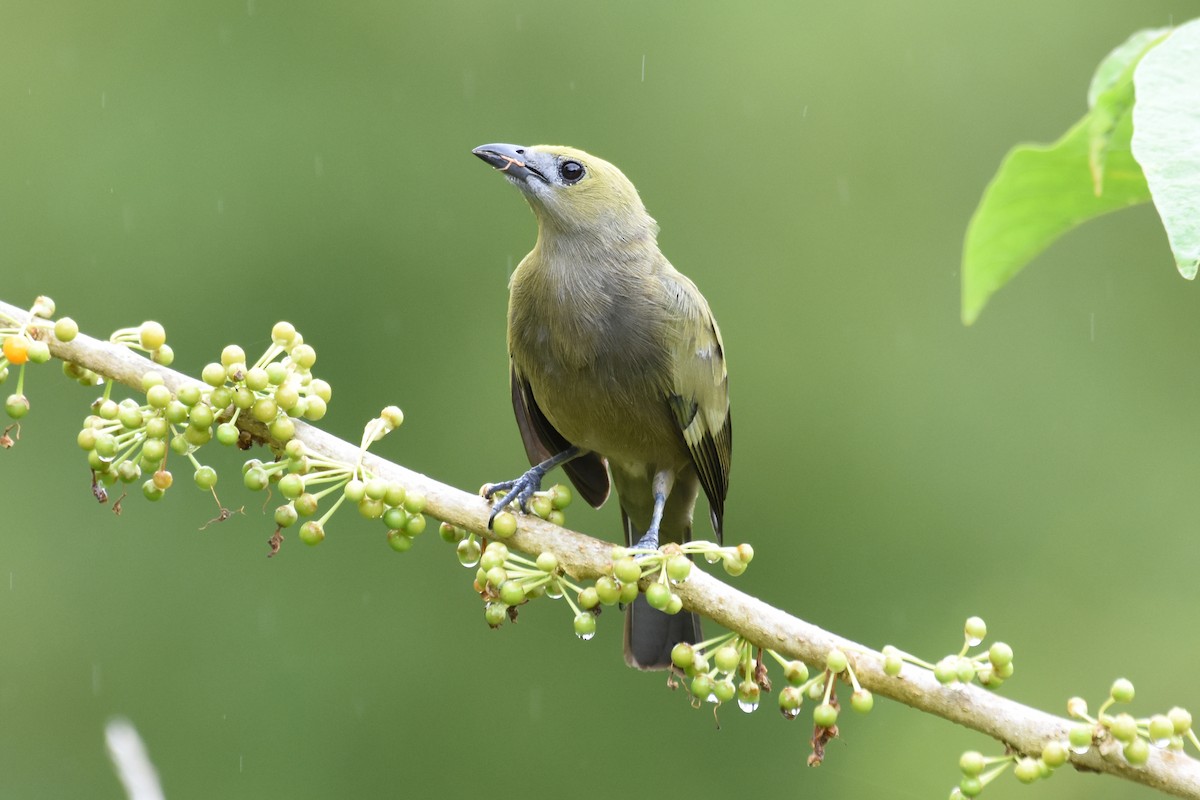 Palm Tanager - ML619937149