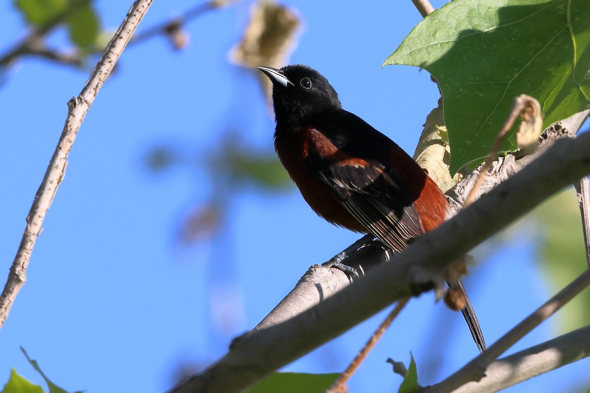 Orchard Oriole - ML619937151