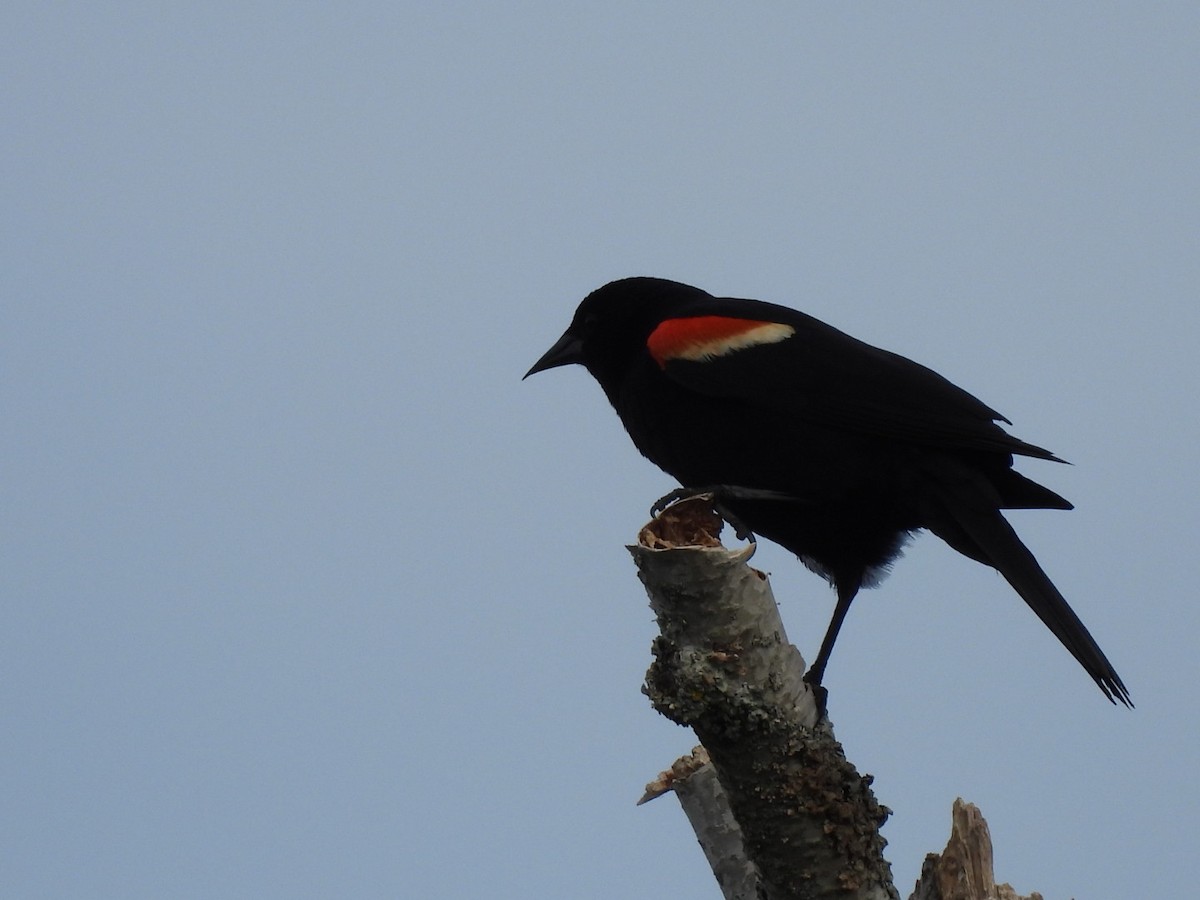Red-winged Blackbird - ML619937158
