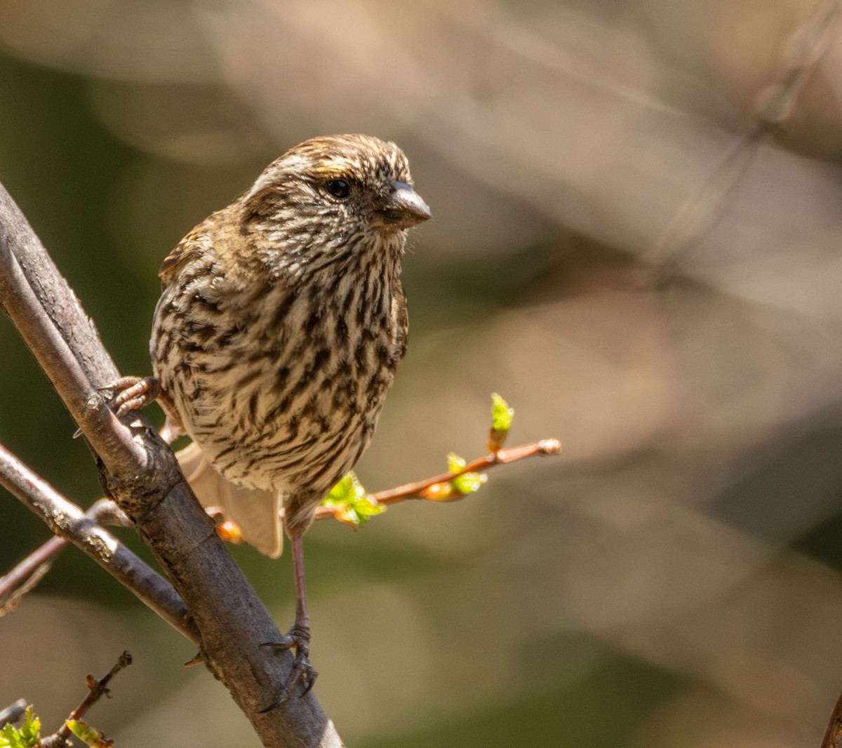 Chinese White-browed Rosefinch - ML619937181