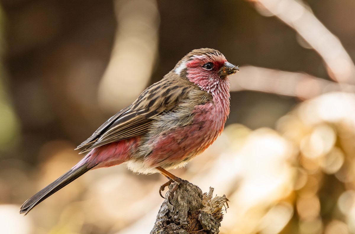 Chinese White-browed Rosefinch - Garret Skead